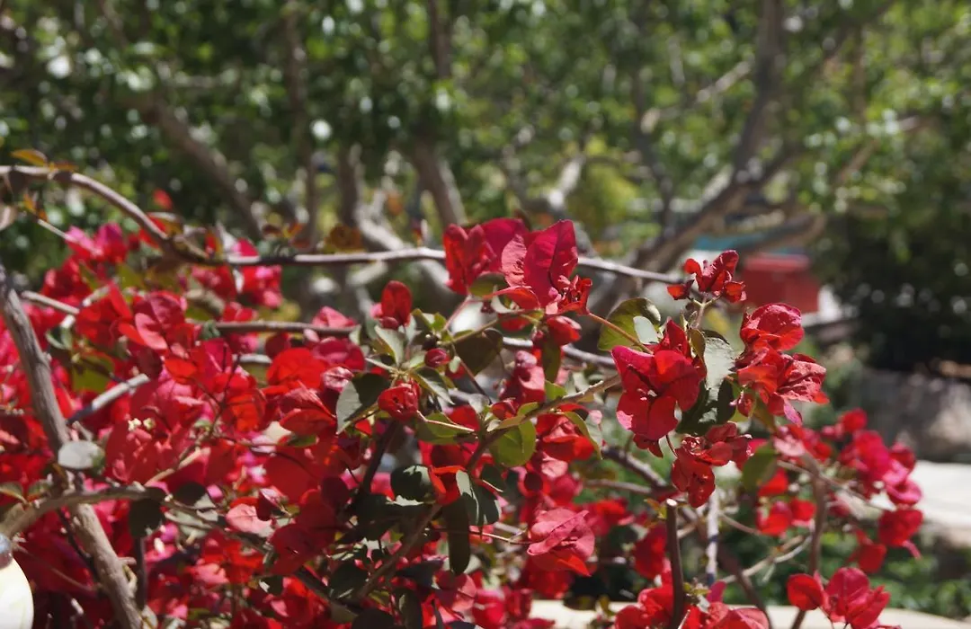 Les Jardins De Santa Giulia - Charmante chambre dhte-1