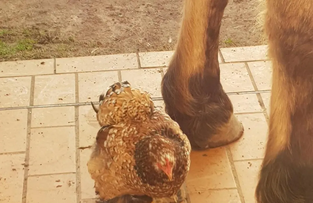 Ferme Du Clos 4P-1