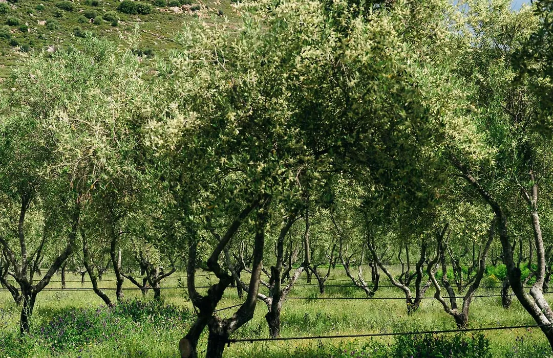 Domaine Acciola-1