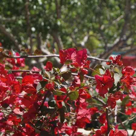 Les Jardins De Santa Giulia - Charmante Chambre Dhte-2