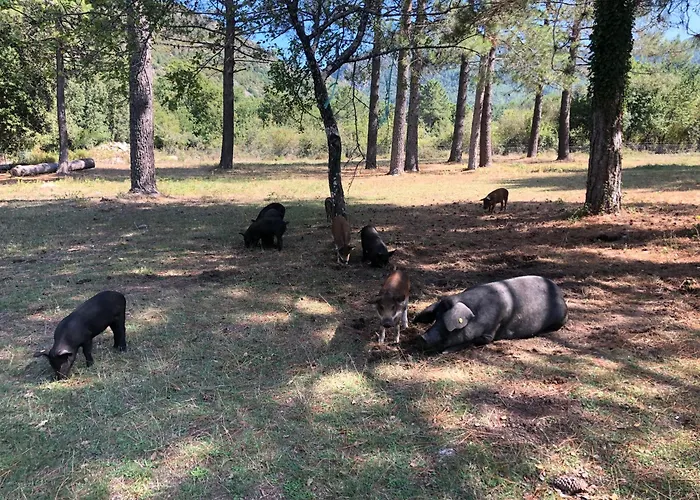 Villa Alivu Belle Piscine Chauffee Bonifacio 